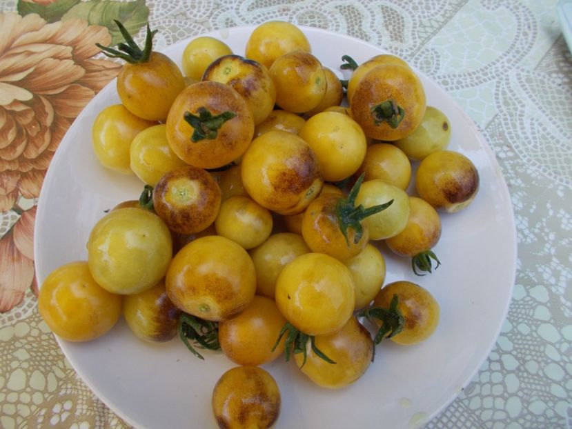  - SEMINTE ROSII - ANTHO WHITE