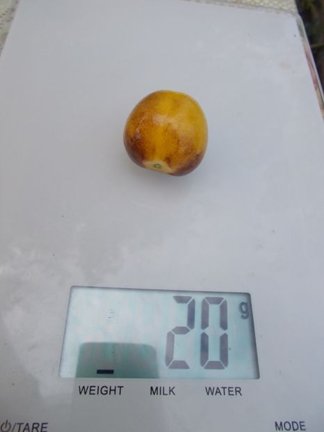  - SEMINTE ROSII - ANTHO WHITE