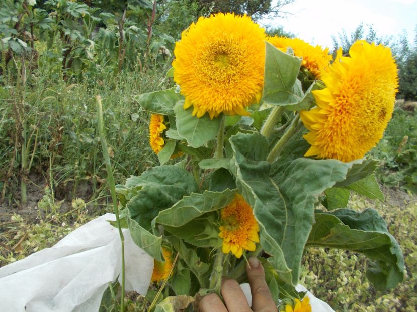  - SEMINTE FLOAREA SOARELUI DECORATIVA - TEDDY BEAR