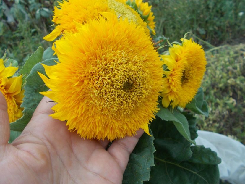  - SEMINTE FLOAREA SOARELUI DECORATIVA - TEDDY BEAR