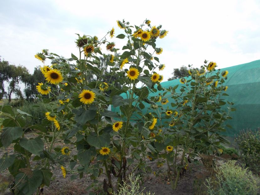  - SEMINTE FLOAREA SOARELUI DECORATIVA I - HELIANTHUS ANNUUS