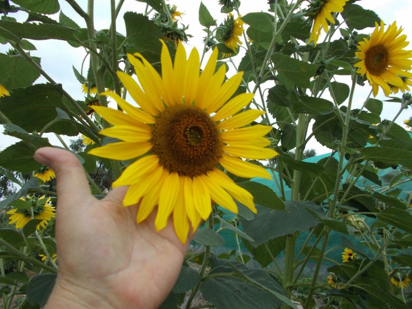  - SEMINTE FLOAREA SOARELUI DECORATIVA I - HELIANTHUS ANNUUS