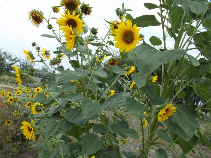  - SEMINTE FLOAREA SOARELUI DECORATIVA I - HELIANTHUS ANNUUS