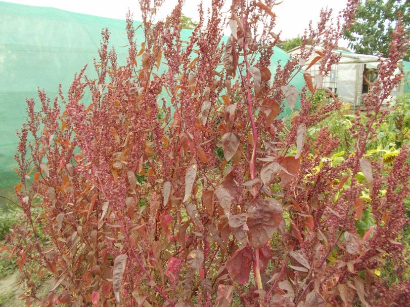  - SEMINTE LOBODA ROSIE - ATRIPLEX HORTENSIS