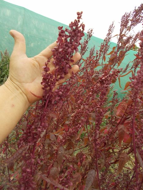  - SEMINTE LOBODA ROSIE - ATRIPLEX HORTENSIS