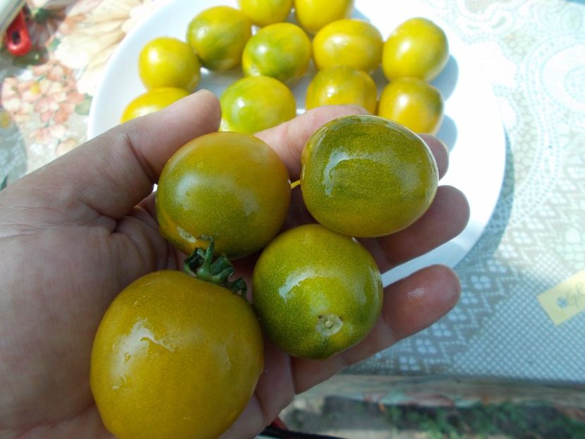  - SEMINTE ROSII - GREEN GRAPE