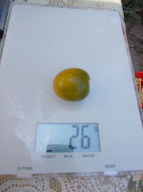  - SEMINTE ROSII - GREEN GRAPE