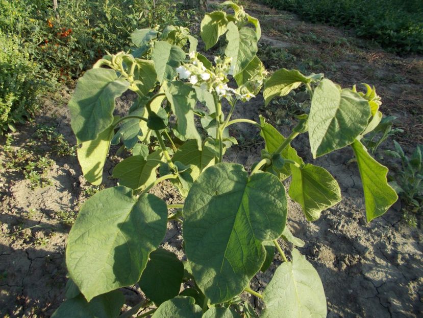  - SEMINTE TAMARILLO PITIC