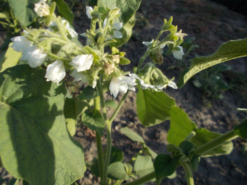  - SEMINTE TAMARILLO PITIC