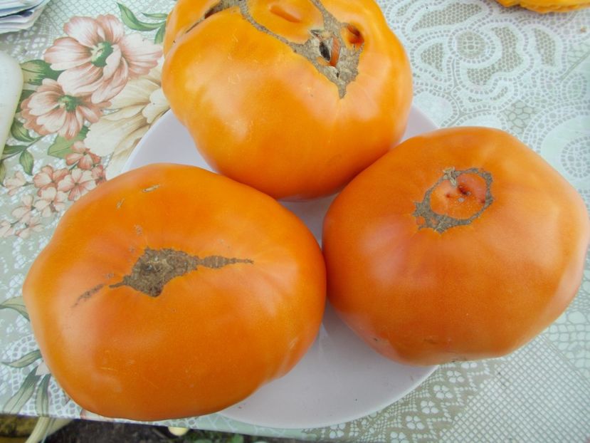  - SEMINTE ROSII - ELFIE