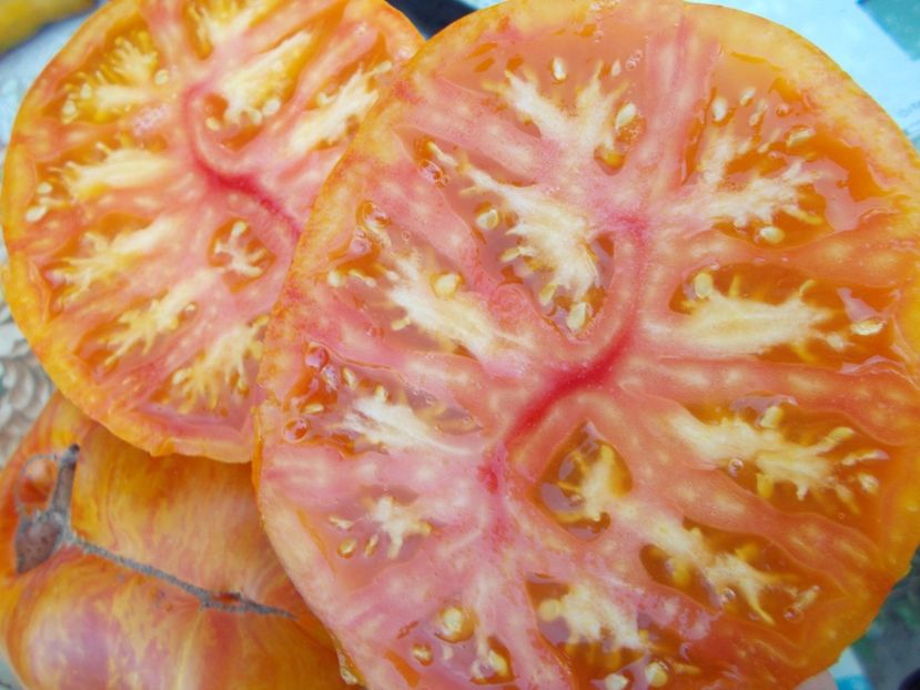  - SEMINTE ROSII - COPIA