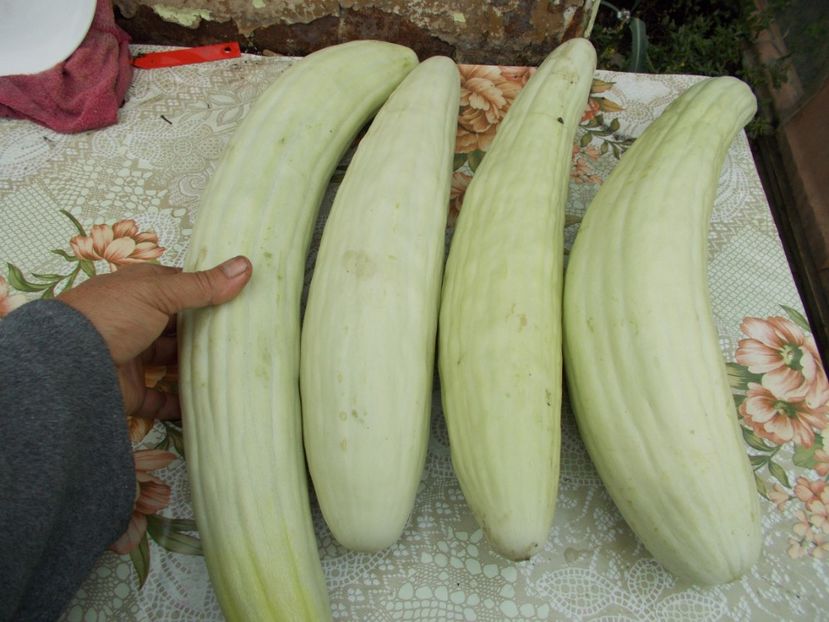  - SEMINTE CASTRAVETI ARMENIAN