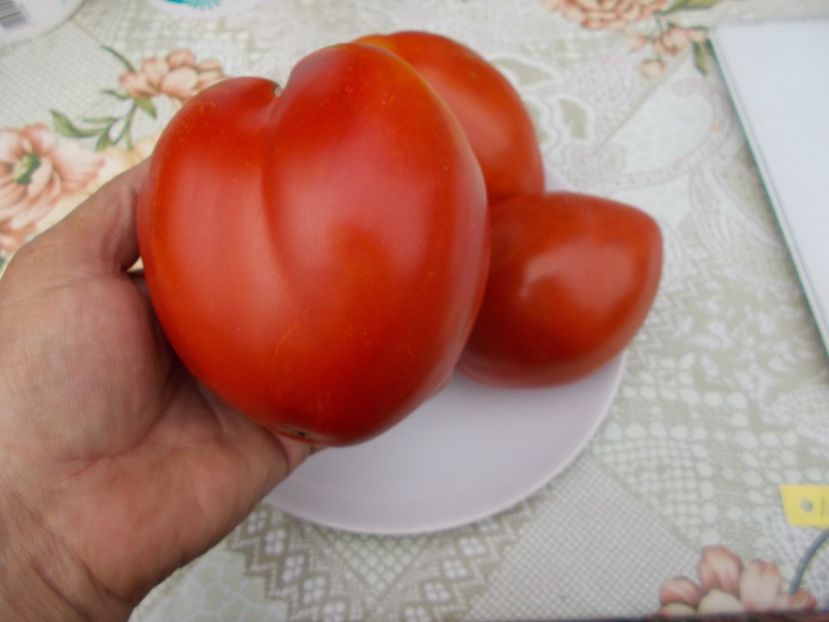  - SEMINTE ROSII - INIMA DE BOU DIN RUSIA