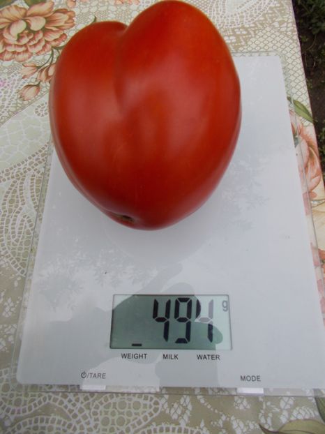  - SEMINTE ROSII - INIMA DE BOU DIN RUSIA