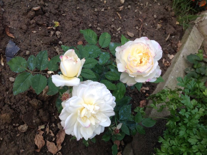 2 oct Gruss an Aachen - www Trandafiri achiziții proiect 2018