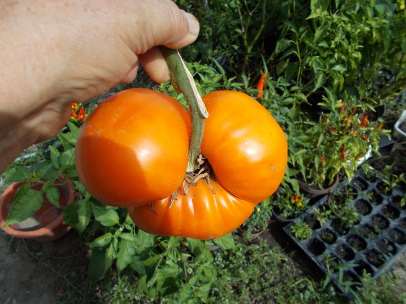  - SEMINTE ROSII - ORANGE STRAWBERRY