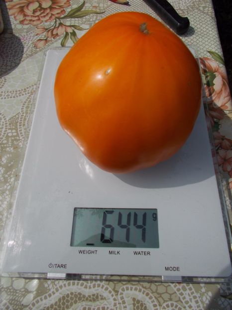  - SEMINTE ROSII - ORANGE STRAWBERRY