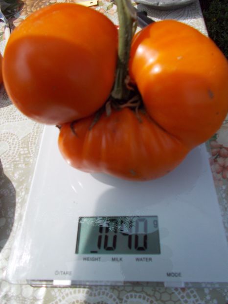  - SEMINTE ROSII - ORANGE STRAWBERRY