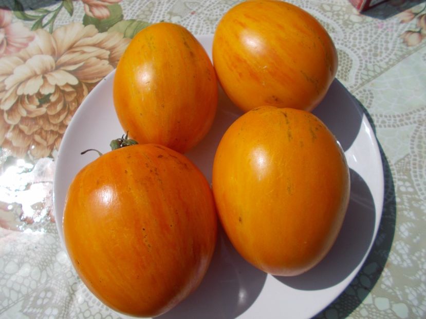  - SEMINTE ROSII - IN FORMA DE PANA GALBENE