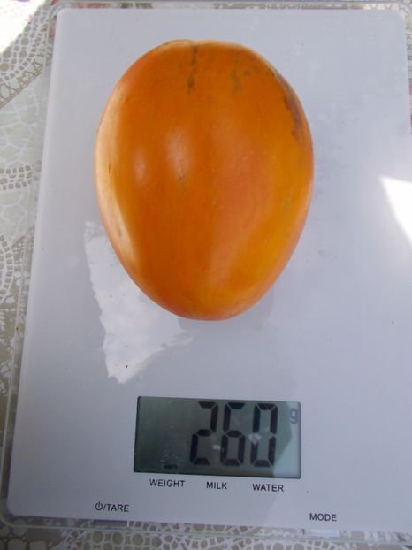  - SEMINTE ROSII - IN FORMA DE PANA GALBENE