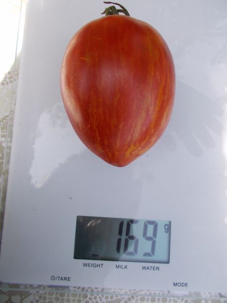  - SEMINTE ROSII - IN FORMA DE PANA ROSII