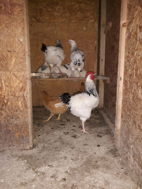  - ACHIZITII 2017 GAINI SUSSEX