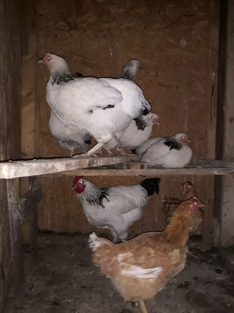  - ACHIZITII 2017 GAINI SUSSEX