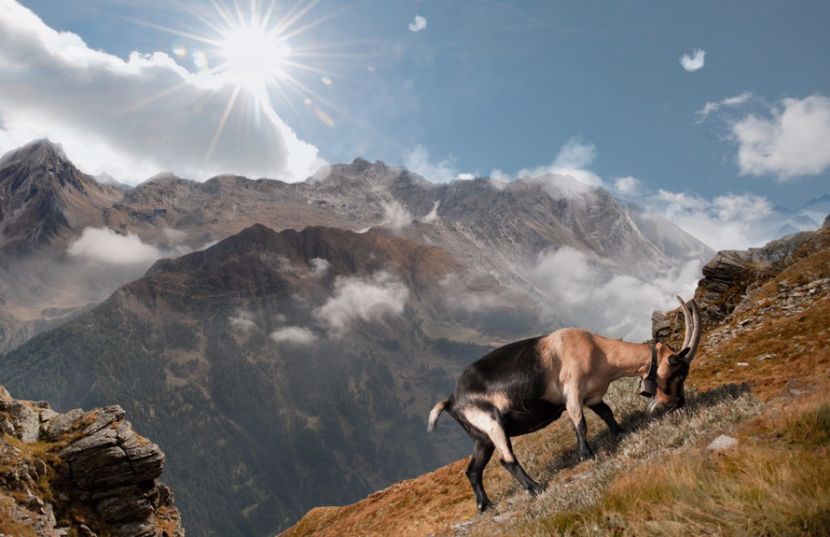 Asta chiar e pe varful muntelui capra Passiria,,, - Rase de oi si capre poze deosebite 14