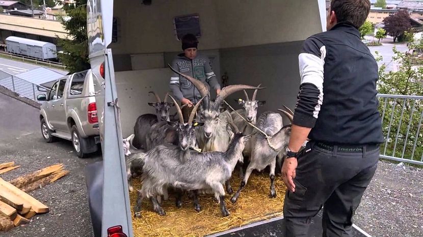 Capre rasa Blobe - Rase de oi si capre poze deosebite 14