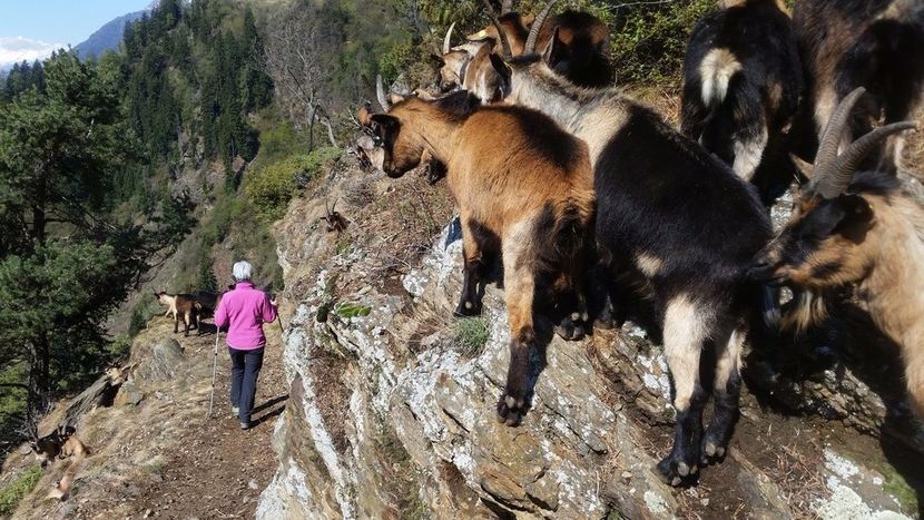 Cu caprele Passiria pe munte la drum - Rase de oi si capre poze deosebite 14