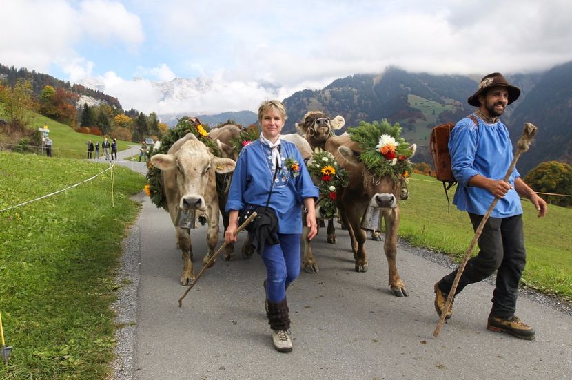 cu vacile la drum-6h3 - Rase de oi si capre poze deosebite 14