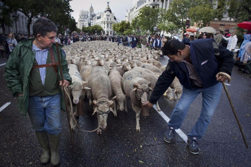 Prin Madrid cu oile - Rase de oi si capre poze deosebite 14