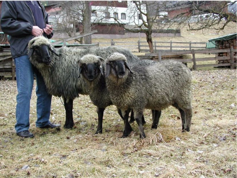 Rasa Steinschaf negre-8vv - Rase de oi si capre poze deosebite 14