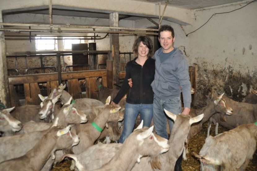 Tinerii cu caprele Toggenburg - Rase de oi si capre poze deosebite 14