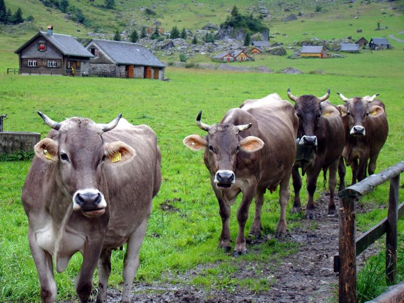 Vacute brune din Alpi - Rase de oi si capre poze deosebite 14