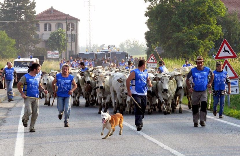 vacute pe drum la drum - Rase de oi si capre poze deosebite 14