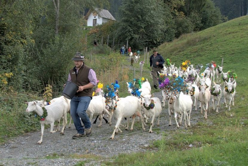 Vin Capritele cu flori in frunte, la noi le da bote in frunte,,, - Rase de oi si capre poze deosebite 14