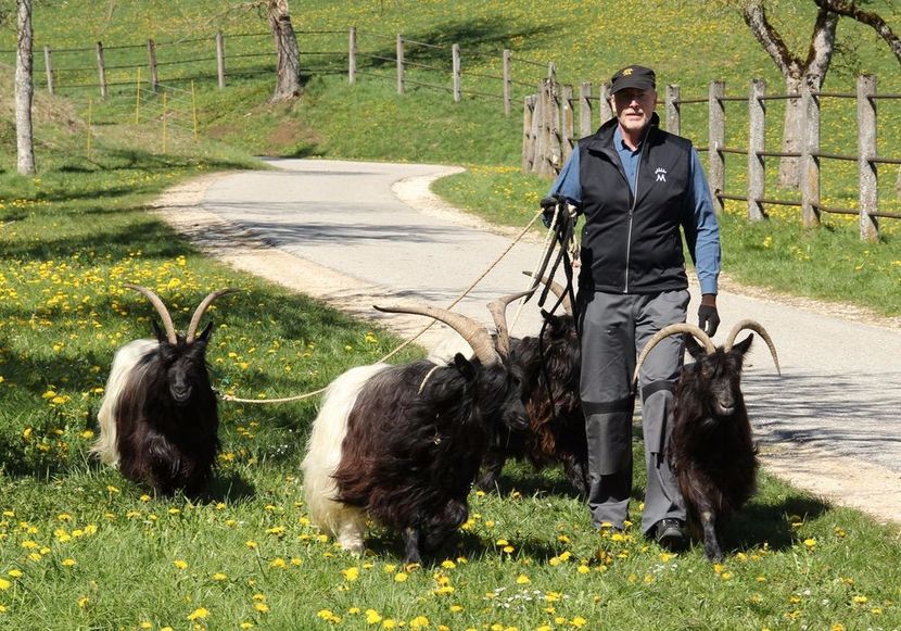 Waliserii la plimbare-73g - Rase de oi si capre poze deosebite 14