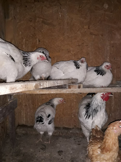  - ACHIZITII 2017 GAINI SUSSEX