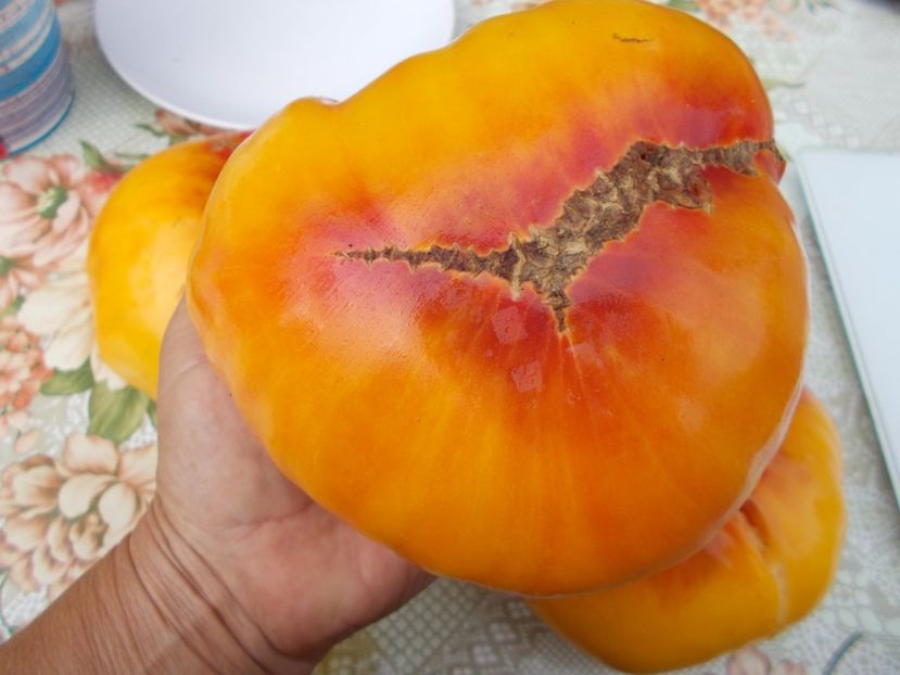  - SEMINTE ROSII - ARMENIAN