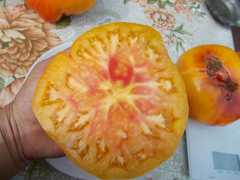  - SEMINTE ROSII - ARMENIAN