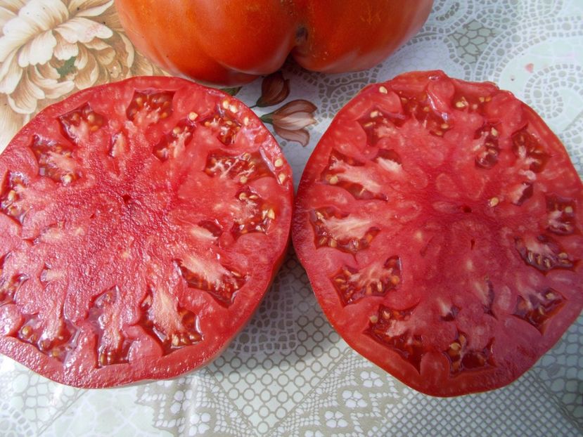  - SEMINTE ROSII - ERIKA D AUSTRALIE