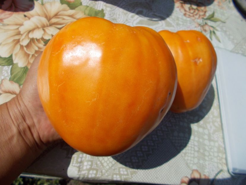  - SEMINTE ROSII - YELLOW OXHEART