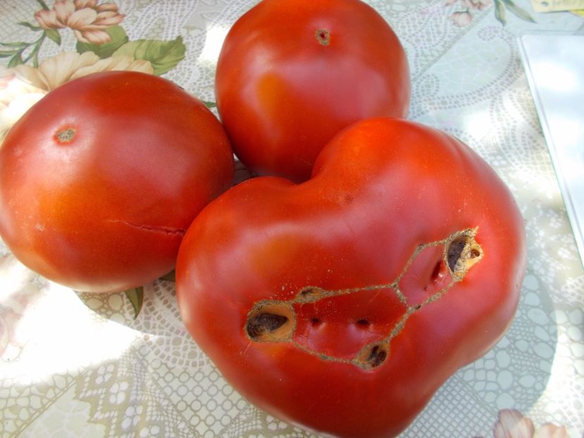  - SEMINTE ROSII - NEVES AZOREAN RED