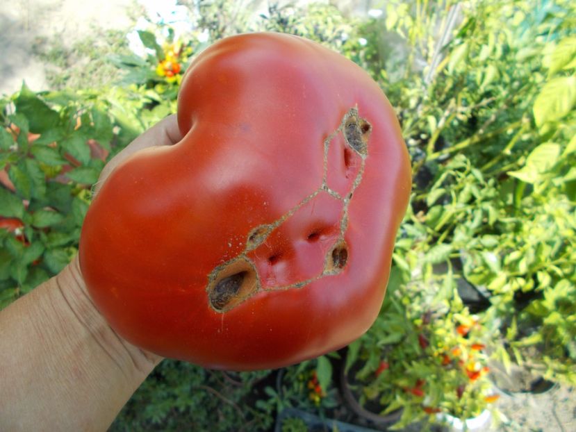  - SEMINTE ROSII - NEVES AZOREAN RED