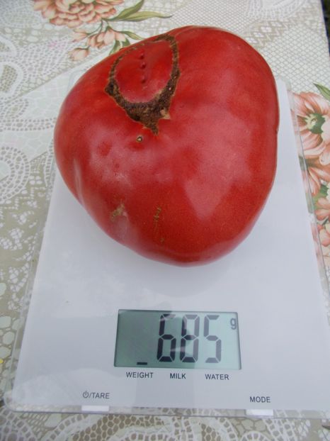  - SEMINTE ROSII - FLEISH WUNDER