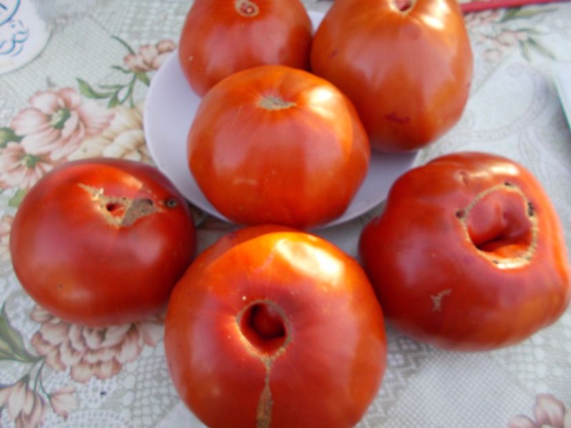  - SEMINTE ROSII - FAVORIT DE ZAREN