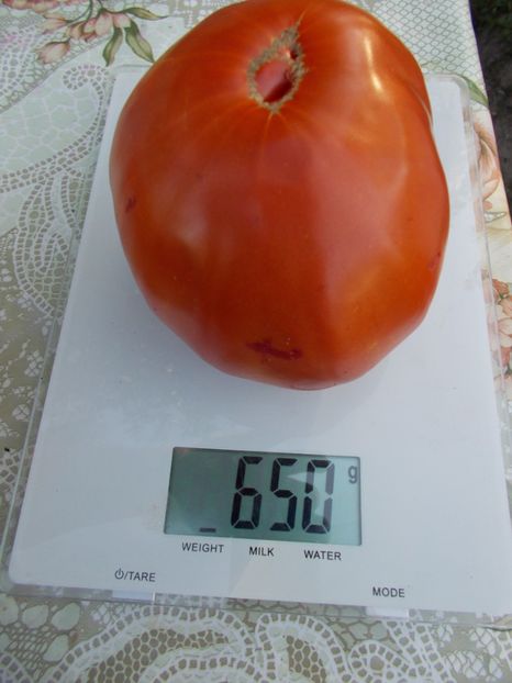  - SEMINTE ROSII - FAVORIT DE ZAREN