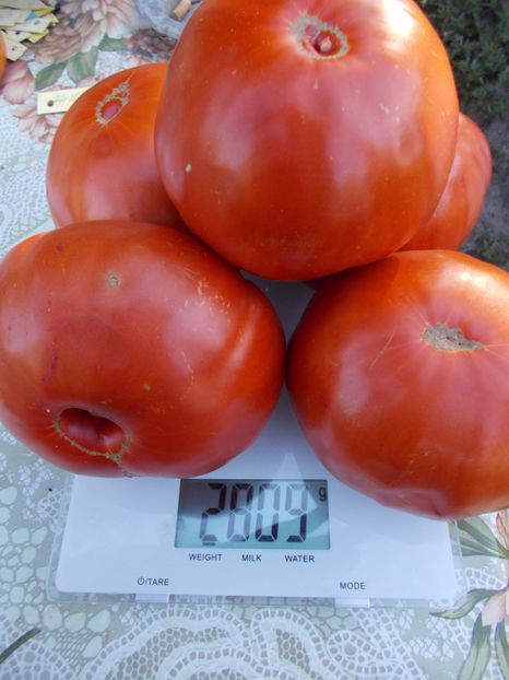  - SEMINTE ROSII - FAVORIT DE ZAREN