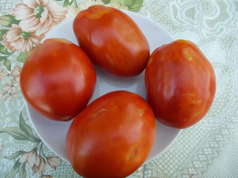  - SEMINTE ROSII - GIANT PEAR